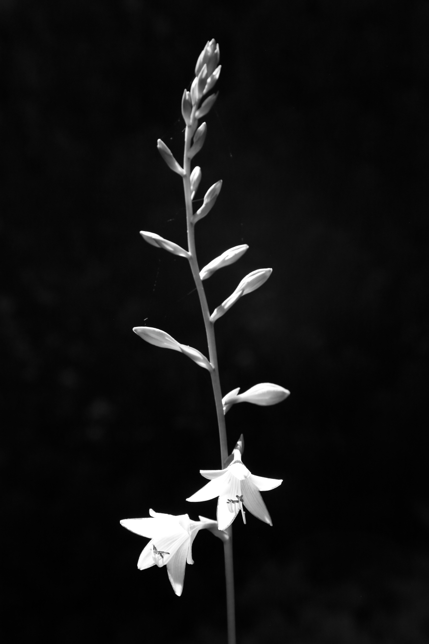 2017 07 16 HTP 36107